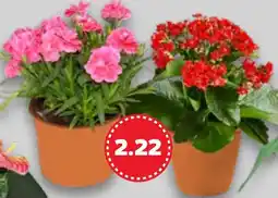 Kaufland Blühpflanzen Angebot