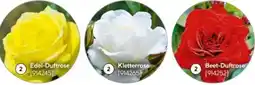 Hellweg Plantiflor Edel-Duftrose Angebot