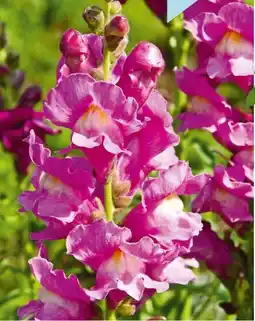 Hellweg Plantiflor Löwenmäulchen Angebot