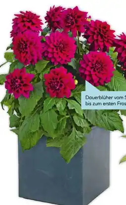 Hellweg Plantiflor Dahlie Angebot