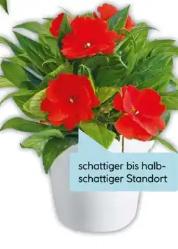 Hellweg Plantiflor Edellieschen Angebot