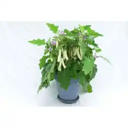 Hellweg Plantiflor Balkongemüse Angebot