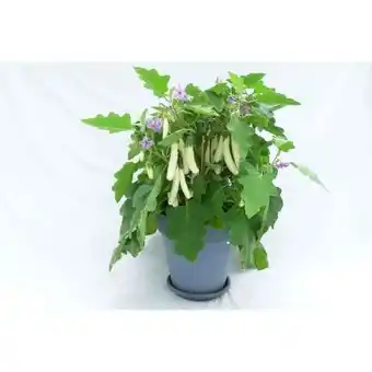 Hellweg Plantiflor Balkongemüse Angebot