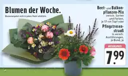 Edeka Beet- und balkonpflanzen-mix Angebot