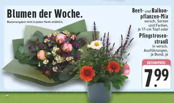 Edeka Beet- und balkonpflanzen-mix Angebot