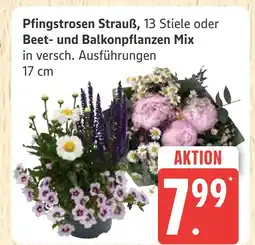 Marktkauf Pfingstrosen strauß Angebot