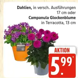 Marktkauf Dahlien Angebot