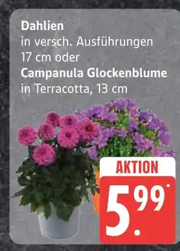Edeka Dahlien Angebot