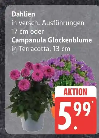 Edeka Dahlien Angebot