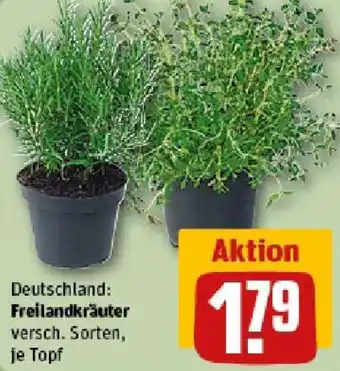 REWE Freilandkräuter Angebot