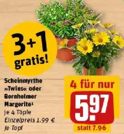 REWE Scheinmyrthe Twins oder Bornholmer Margerite Angebot