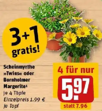 REWE Scheinmyrthe Twins oder Bornholmer Margerite Angebot