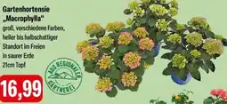 Feneberg Gartenhortensie ,,Macrophylla" Angebot