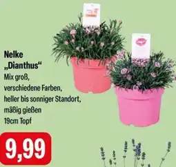 Feneberg Nelke „Dianthus" Angebot
