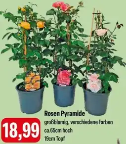 Feneberg Rosen Pyramide Angebot