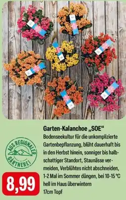 Feneberg Garten-Kalanchoe ,,SOE" Angebot