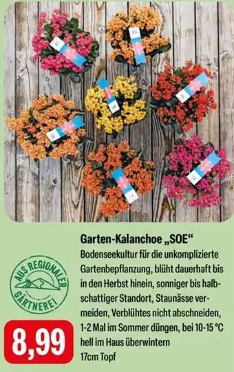Feneberg Garten-Kalanchoe ,,SOE" Angebot