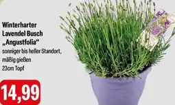 Feneberg Winterharter Lavendel Busch ,,Angustfolia" Angebot