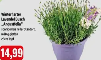 Feneberg Winterharter Lavendel Busch ,,Angustfolia" Angebot