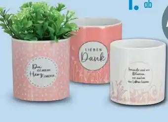 Trends Möbel Pflanztopf Sprüche Angebot
