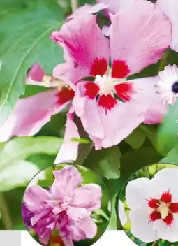 Hellweg Straucheibisch Hibiscus syriacus Angebot