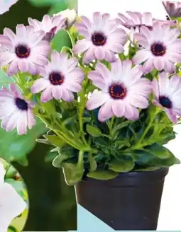 Hellweg Plantiflor Kapkörbchen Angebot