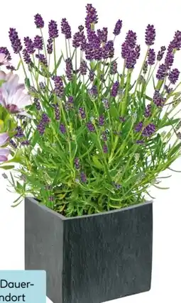 Hellweg Plantiflor Lavendel Angebot