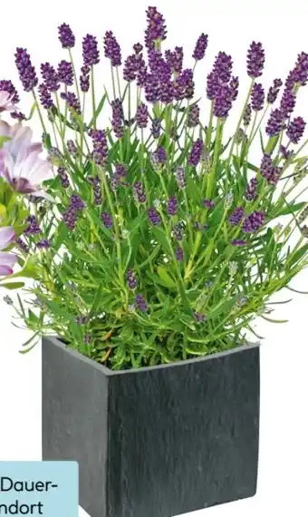 Hellweg Plantiflor Lavendel Angebot