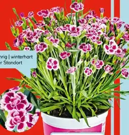 Hellweg Plantiflor Prinzess-Nelke Dianthus Pink Kisses Angebot