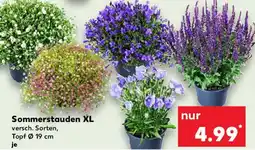 Kaufland Sommerstauden XL Angebot