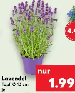 Kaufland Lavendel Angebot