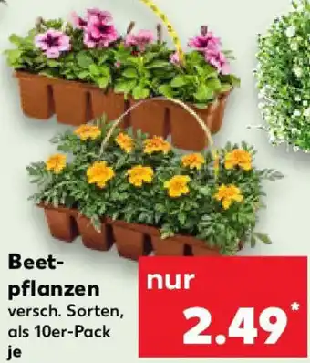 Kaufland Beetpflanzen Angebot