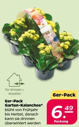 NETTO 6er-pack garten-kalanchoe Angebot