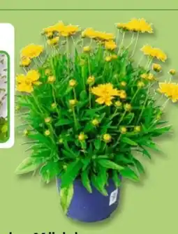 PENNY Rittersporn Angebot