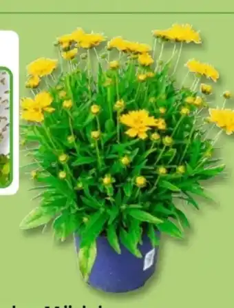PENNY Rittersporn Angebot