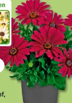 PENNY Bornholmer Margeriten Angebot