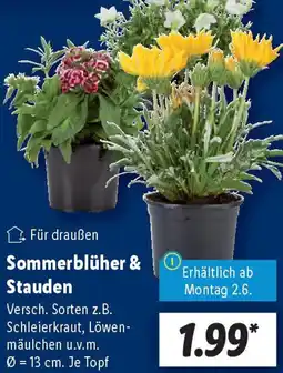 Lidl Sommerblüher & Stauden Angebot