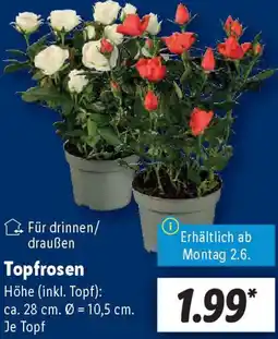 Lidl Topfrosen Angebot