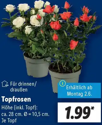 Lidl Topfrosen Angebot