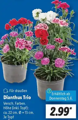 Lidl Dianthus Trio Angebot