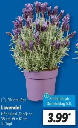 Lidl Lavendel Angebot