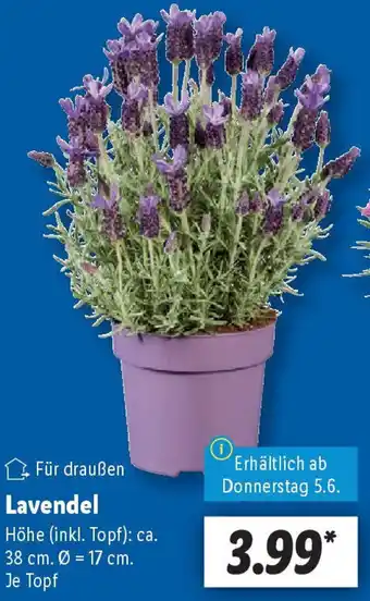 Lidl Lavendel Angebot