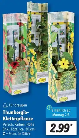 Lidl Thunbergia Kletterpflanze Angebot