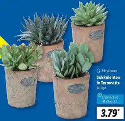 Lidl Sukkulenten in Terracotta Angebot