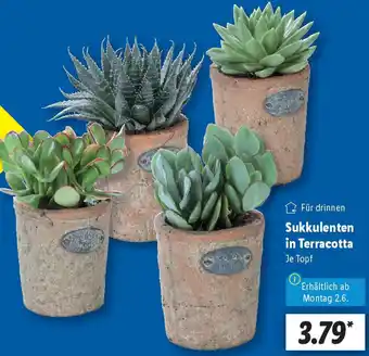 Lidl Sukkulenten in Terracotta Angebot