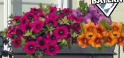 Hagebau Zauberglöckchen Calibrachoa Angebot