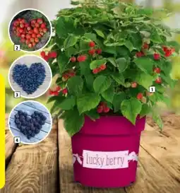 Hagebau Lucky Berry Erdbeere Angebot