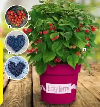 Hagebau Lucky Berry Erdbeere Angebot