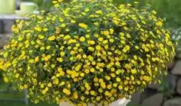 Hagebau Husarenknöpfchen Sanvitalia Procumbens Angebot