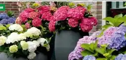 Hagebau Freilandhortensien Hydrangea Macrophylla Angebot